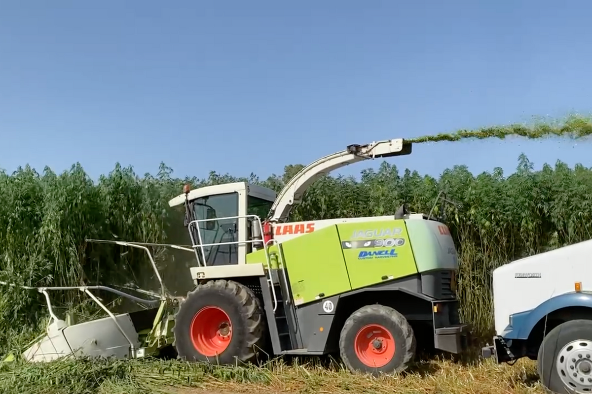 ORDER#: STALK2 100% Whole Hemp Stalk, Silage Chopped