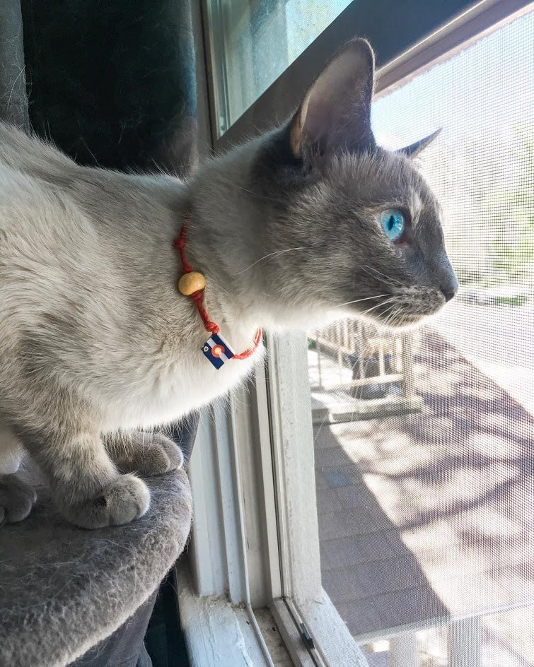 Adopt Don't Shop Bracelet by Earth Bands — view 3