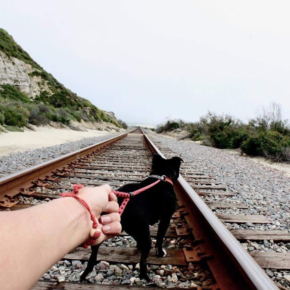 Adopt Don't Shop Bracelet by Earth Bands — view 4