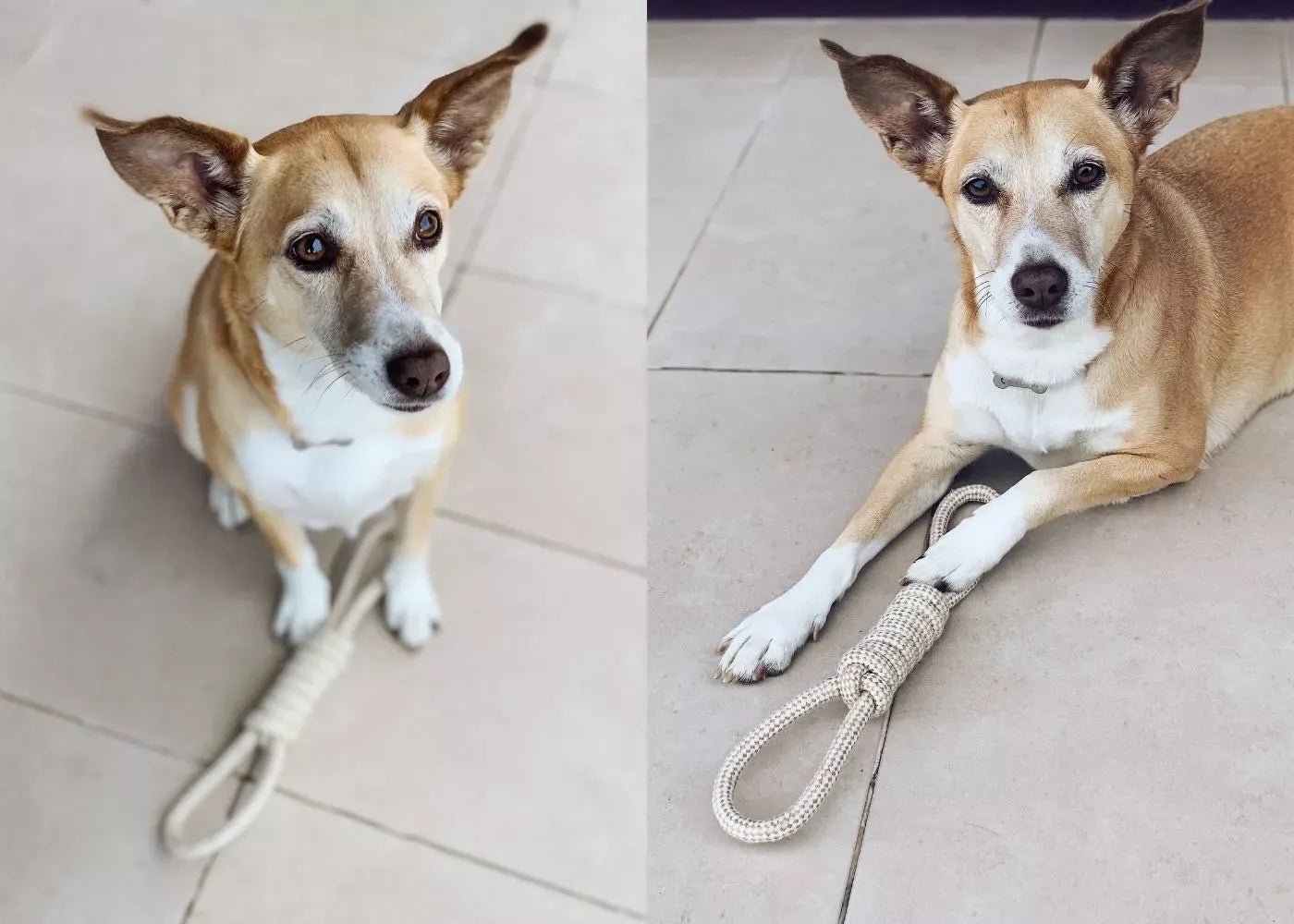 Small dog with a hemp dog toy.