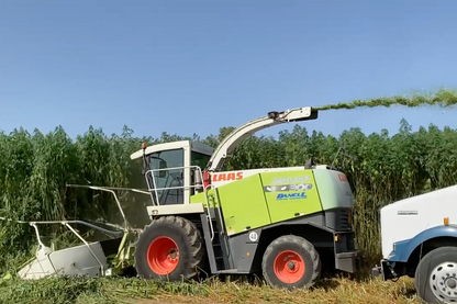 ORDER#: STALK2 100% Whole Hemp Stalk, Silage Chopped