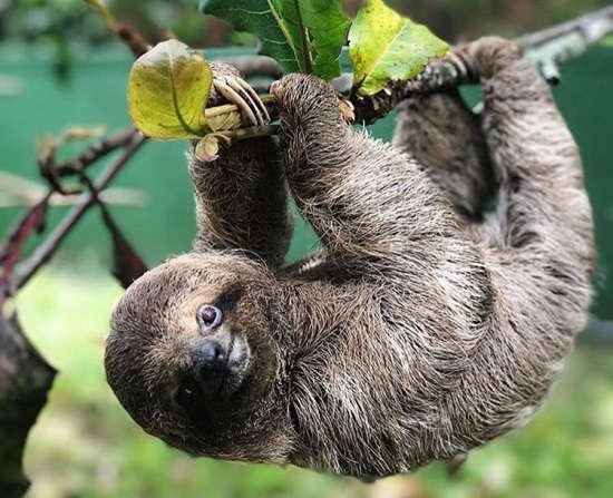 Costa Rica Sloth Bracelet by Earth Bands — view 2