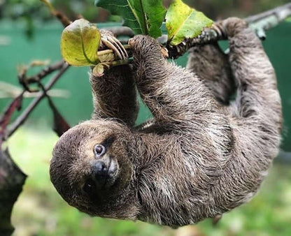 Costa Rica Sloth Bracelet by Earth Bands — view 2