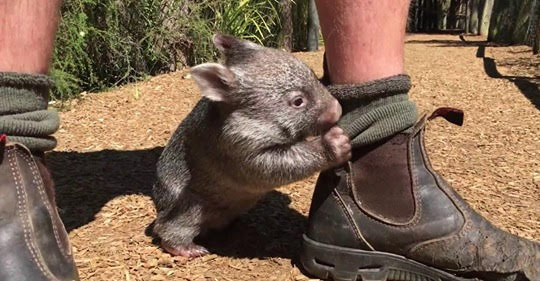 Koala Australia Bracelet by Earth Bands — view 2