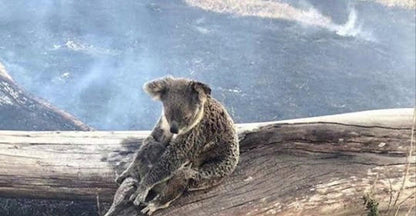 Koala Australia Bracelet by Earth Bands — view 4