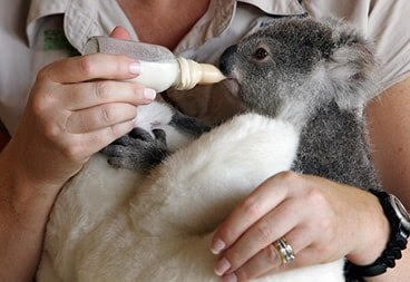 Koala Australia Bracelet by Earth Bands — view 5