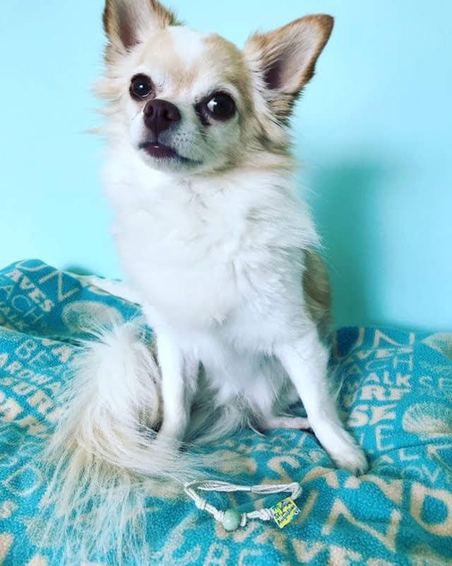 Adopt Don't Shop Bracelet by Earth Bands — view 6
